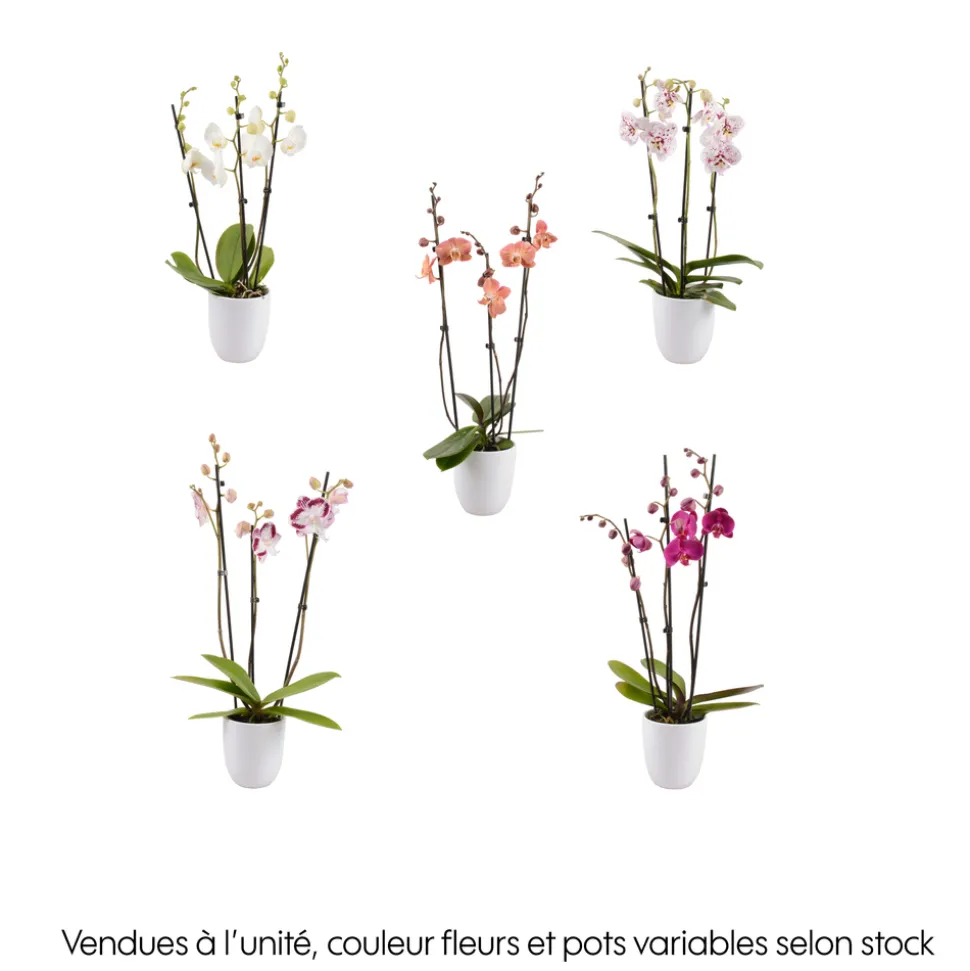 Phalaenopsis rose/blanc, coloris variés H.65cm, 3 tiges - Coupe D.13cm