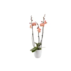 Phalaenopsis rose/blanc, coloris variés H.65cm, 3 tiges - Coupe D.13cm