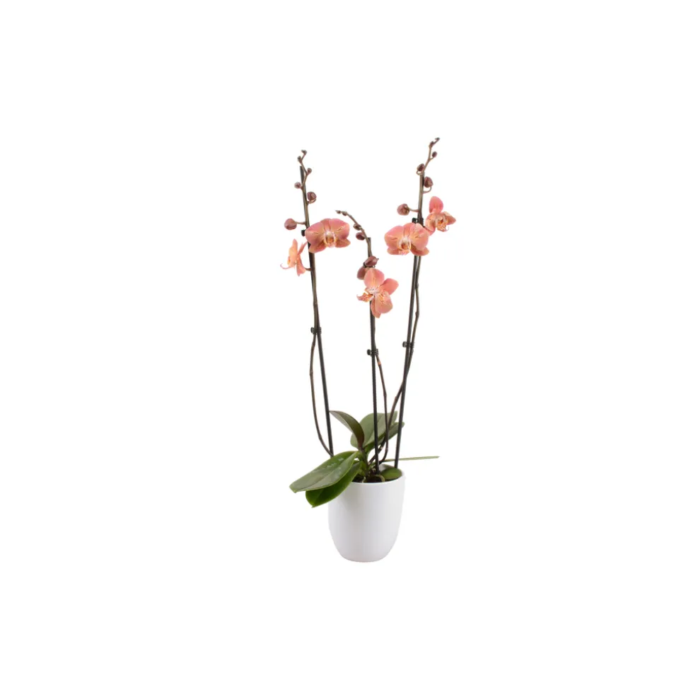 Phalaenopsis rose/blanc, coloris variés H.65cm, 3 tiges - Coupe D.13cm