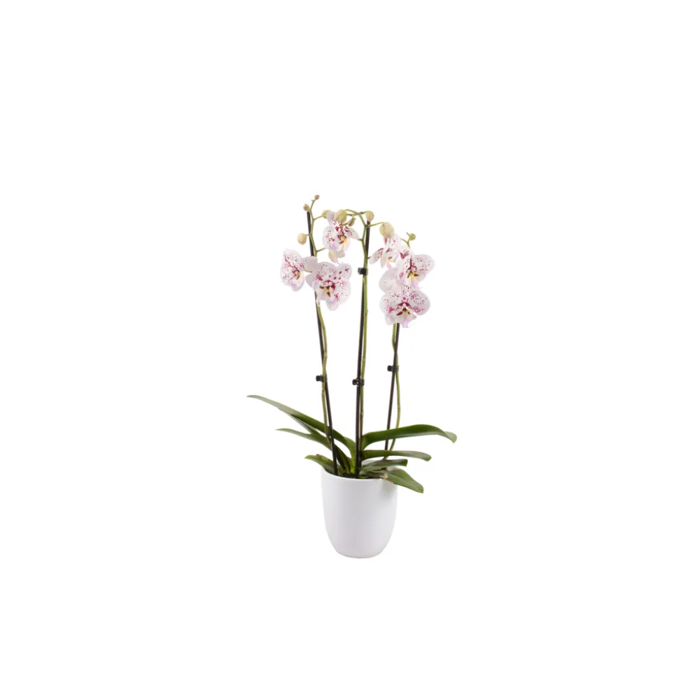 Phalaenopsis rose/blanc, coloris variés H.65cm, 3 tiges - Coupe D.13cm