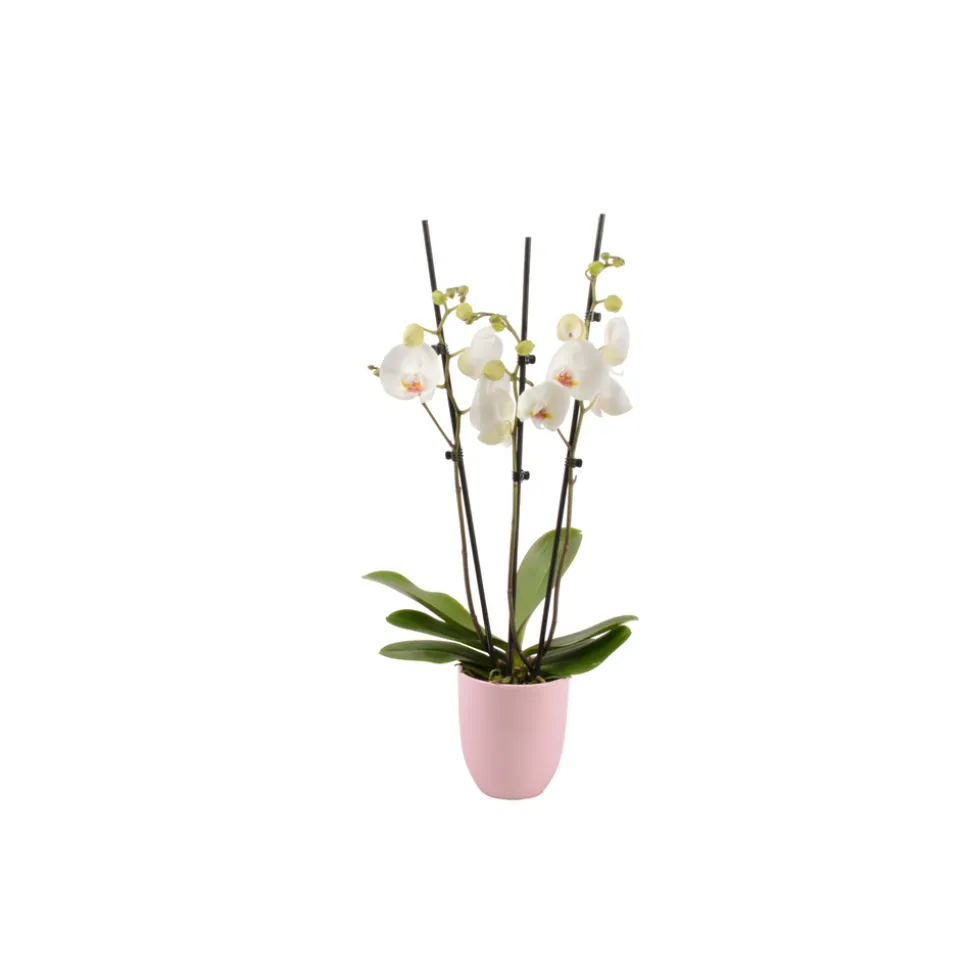Phalaenopsis rose/blanc, coloris variés H.65cm, 3 tiges - Coupe D.13cm