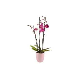 Phalaenopsis rose/blanc, coloris variés H.65cm, 3 tiges - Coupe D.13cm