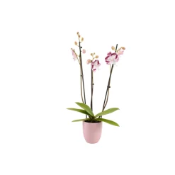 Phalaenopsis rose/blanc, coloris variés H.65cm, 3 tiges - Coupe D.13cm