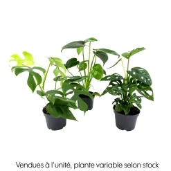 Philodendron Monstera mix, variétés variables : pot D.12cm
