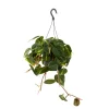 Philodendron scandens 'Brazil':suspension D18cm