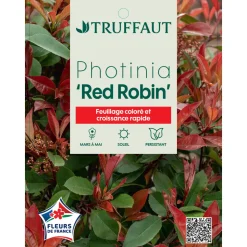 Photinia 'Red Robin' : pot 15L