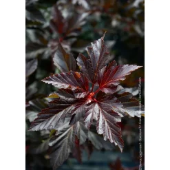 Physocarpus 'Black Light®' : pot 4,5L