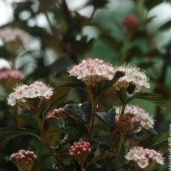 Physocarpus 'Black Light®' : pot 4,5L