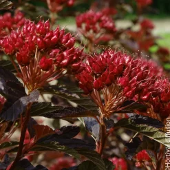 Physocarpus 'Black Light®' : pot 4,5L