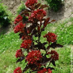 Physocarpus 'Black Light®' : pot 4,5L