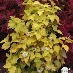 Physocarpus opulifolius Angel Gold ® ' Minange ' C.O.V. : ctr 4 litres