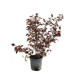 Physocarpus opulifolius Diable d'Or ® ' Mindia ' c.o.v. : ctr 4.5 L