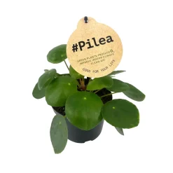 Pilea peperomioides : pot D.12cm