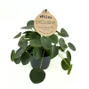 Pilea peperomioides : pot D.12cm