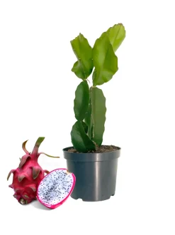 Pitaya hylocereus undatus (ou fruit du dragon) - 45/65 cm