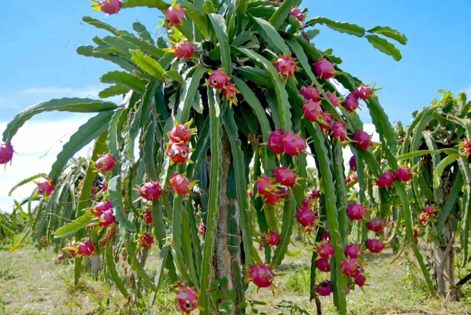 Pitaya hylocereus undatus (ou fruit du dragon) - 45/65 cm