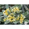 Pittosporum Tenuifolium variegatum : 10L