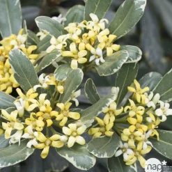 Pittosporum Tenuifolium variegatum : 10L