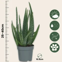 PLANT IN A BOX - Aloe vera - set de 2 - aloe barbadensis - hauteur 25-40cm - ⌀10,5cm