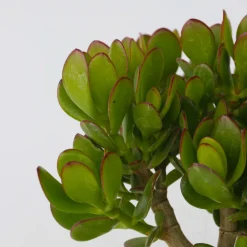 PLANT IN A BOX - Arbre à jade - crassula ovata - hauteur 15-25cm - ø12cm