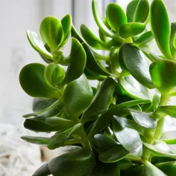 PLANT IN A BOX - Arbre à jade - crassula ovata - hauteur 15-25cm - ø12cm