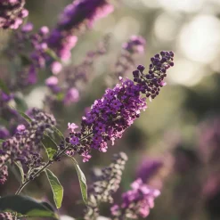 PLANT IN A BOX - Arbre à papillons - set de 2 - buddleja davidii 'candy' - h30-40cm - ⌀19cm