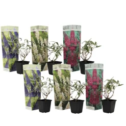 PLANT IN A BOX - Arbre à papillons - set de 6 - buddleja davidii - hauteur 25-40cm - ⌀9cm