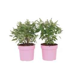 PLANT IN A BOX - Arbre à papillons - set de 2 - buddleja davidii 'candy' - h30-40cm - ⌀19cm