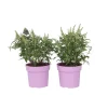 PLANT IN A BOX - Arbre à papillons - set de 2 - buddleja davidii 'candy' - h30-40cm - ⌀19cm