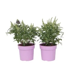 PLANT IN A BOX - Arbre à papillons - set de 2 - buddleja davidii 'candy' - h30-40cm - ⌀19cm