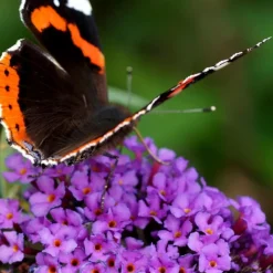 PLANT IN A BOX - Arbre à papillons - set de 2 - buddleja davidii 'candy' - h30-40cm - ⌀19cm