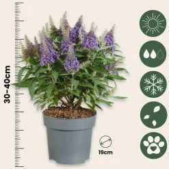 PLANT IN A BOX - Arbre à papillons - set de 2 - buddleja davidii 'candy' - h30-40cm - ⌀19cm