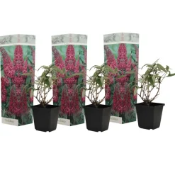 PLANT IN A BOX - Arbre à papillons - set de 3 - buddleja davidii 'pink delight' - h25-40cm - ⌀9cm
