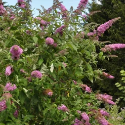 PLANT IN A BOX - Arbre à papillons - set de 3 - buddleja davidii 'pink delight' - h25-40cm - ⌀9cm