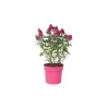 PLANT IN A BOX - Arbre à papillons - buddleja davidii 'candy' - hauteur 30-40cm - ⌀19cm