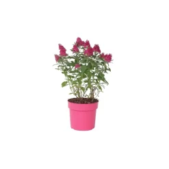 PLANT IN A BOX - Arbre à papillons - buddleja davidii 'candy' - hauteur 30-40cm - ⌀19cm