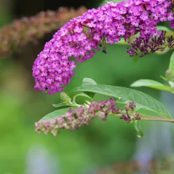 PLANT IN A BOX - Arbre à papillons - buddleja davidii 'candy' - hauteur 30-40cm - ⌀19cm