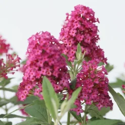 PLANT IN A BOX - Arbre à papillons - buddleja davidii 'candy' - hauteur 30-40cm - ⌀19cm