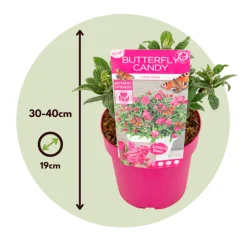 PLANT IN A BOX - Arbre à papillons - buddleja davidii 'candy' - hauteur 30-40cm - ⌀19cm