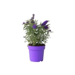 PLANT IN A BOX - Arbre à papillons - buddleja davidii 'candy' - hauteur 30-40cm - ⌀19cm