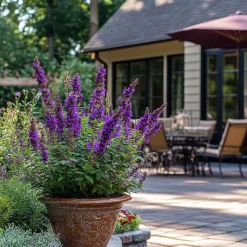 PLANT IN A BOX - Arbre à papillons - buddleja davidii 'candy' - hauteur 30-40cm - ⌀19cm