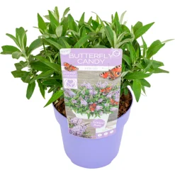 PLANT IN A BOX - Arbre à papillons - buddleja davidii 'candy' - hauteur 30-40cm - ⌀19cm