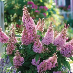 PLANT IN A BOX - Arbre à papillons - buddleja davidii 'candy' - hauteur 30-40cm - ⌀19cm
