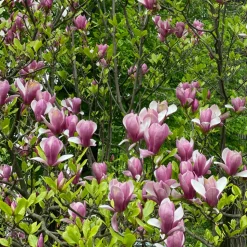 PLANT IN A BOX - Arbre à tulipes - set de 3 - magnolia 'susan' - hauteur 25-40cm - ⌀9cm