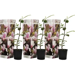 PLANT IN A BOX - Arbre à tulipes - set de 3 - magnolia 'soulangea' - hauteur 25-40cm - ⌀9cm