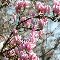 PLANT IN A BOX - Arbre à tulipes - set de 3 - magnolia 'soulangea' - hauteur 25-40cm - ⌀9cm