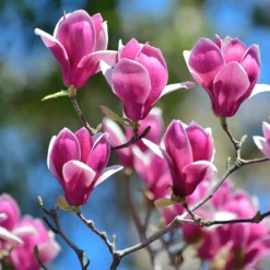 PLANT IN A BOX - Arbre à tulipes - set de 6 - magnolia - hauteur 25-40cm - ⌀9cm