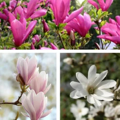 PLANT IN A BOX - Arbre à tulipes - set de 3 - magnolia - hauteur 25-40cm - ⌀9cm