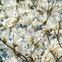 PLANT IN A BOX - Arbre à tulipes - set de 3 - magnolia - hauteur 25-40cm - ⌀9cm