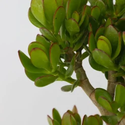 PLANT IN A BOX - Arbre de jade - crassula ovata 'minor' - hauteur 60-65cm - ⌀30cm
